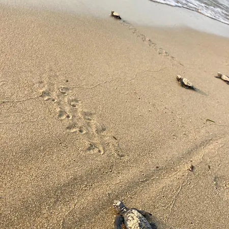 Ayïa Appartement Alykanas (Zakynthos)